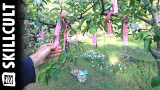 Pollinating Apple Trees, Pollen is Ready and In Webstore