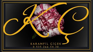 Solmaz Gül Ile Sonsuz Aşk Fu