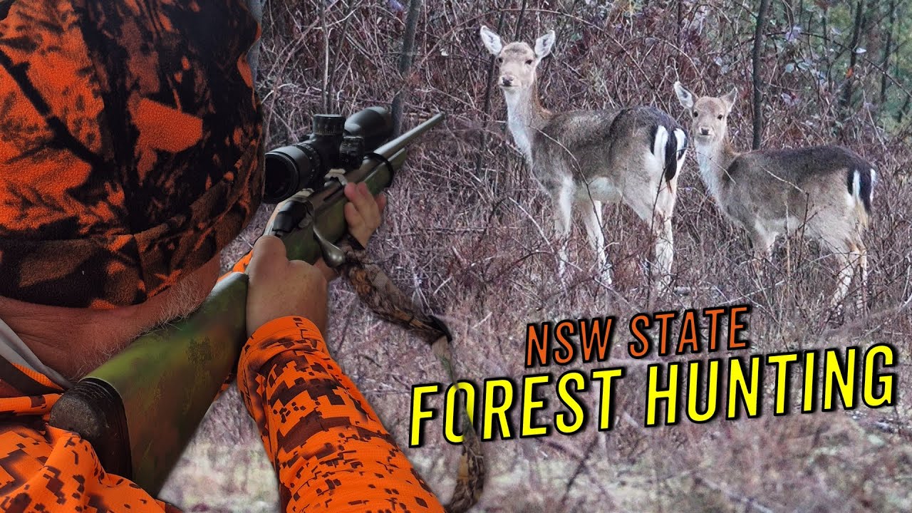 Охота на ланей и замбара в государственном лесу Нового Южного Уэльса || Убито 5 оленей!