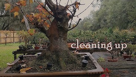 large trident maple bonsai Pt 1: cleaning up