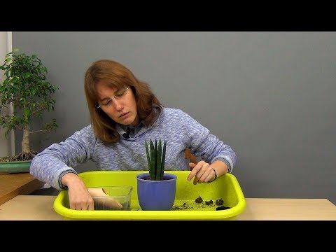 ቪዲዮ: Sansevieria Cylindrica መረጃ - የስታርፊሽ ሳንሴቪዬሪያ እፅዋትን ለማደግ ጠቃሚ ምክሮች