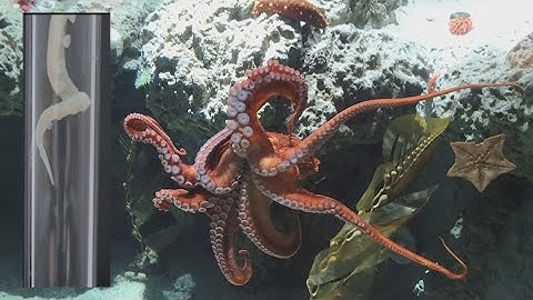 Octopus-inspired soft robotic arm with embedded artificial suckers