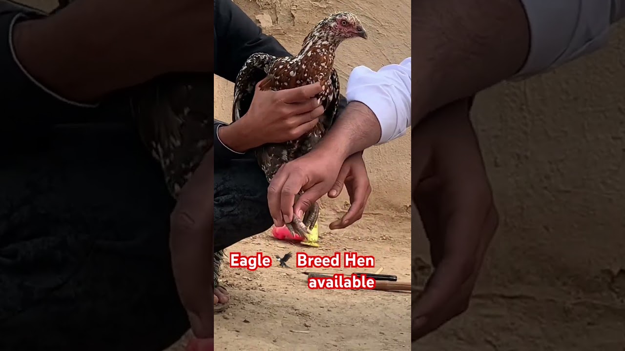 #hijabi #love #hijab #aseel #duet #aseelmurga #alfatahvlog #duet #Eagle #Viral #aimabaig #myayafai