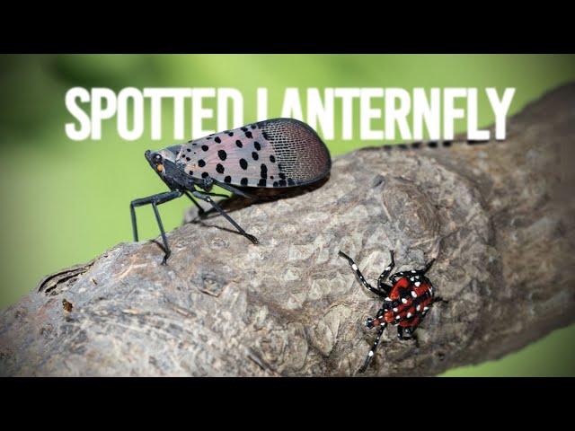 Watch Spotted Lanternfly Update on YouTube.