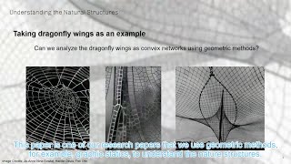 Lightweight structures and the geometric equilibrium in dragonfly wings Profile