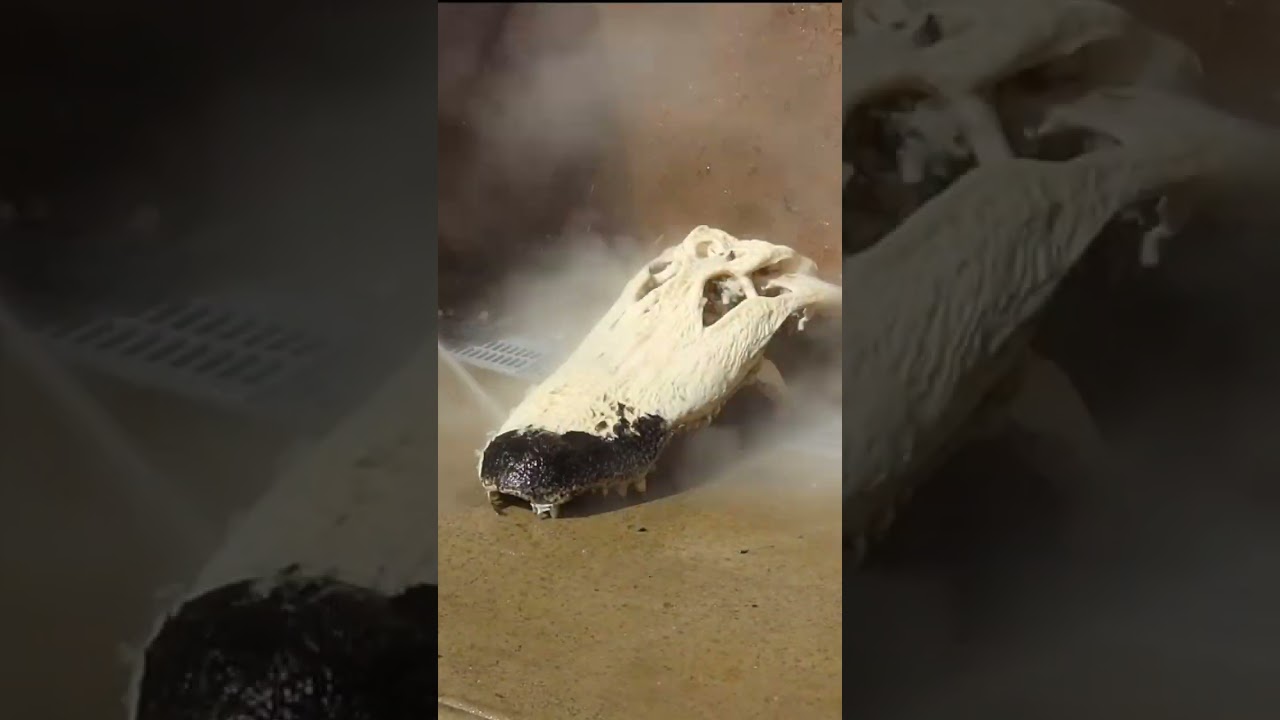 КАК ПОЧИСТИТЬ ЧЕРЕП АЛЛИГАТОРА