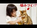 2歳娘の不思議な遊びに付き合わされる元噛みつき猫