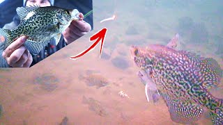 Crappie Fishing during a COLD Front (Underwater Footage) by Flopping Crappie 2,773 views 1 year ago 8 minutes, 53 seconds