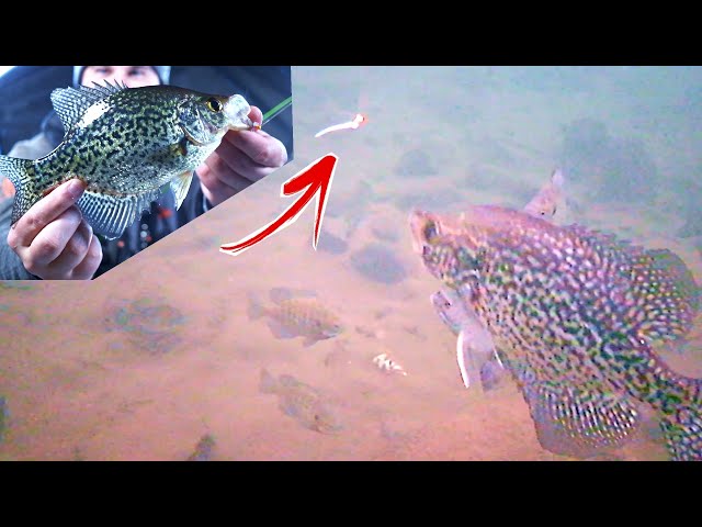 Crappie Fishing during a COLD Front (Underwater Footage) 