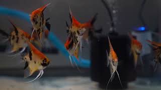 Red Devil Koi Angelfish - limited leftover.