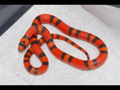 TOP 10 Colorful Non venomous Snakes - YouTube
