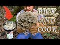 HEN OF THE WOODS "MAITAKE" MUSHROOMS HARVEST AND COOK!