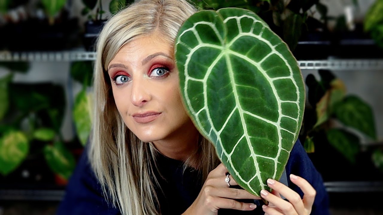 I'm in my shop! | Telos 10 Pro Grow Light Unboxing and some Plant growth