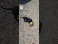 Toy play with Black Female out of NDS Freedom Rings DOB March 22, 2026