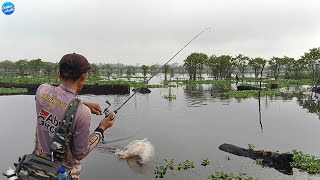 BERJUANG MENCARI TOMAN BERSAMA BOLLON 3S \u0026 ANGLER BALAM RIAU