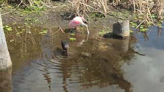 Glossy Ibis Shimmers in Water, Roseate Spoonbill Preens Pink Wings & Anhinga at Orlando Wetlands!