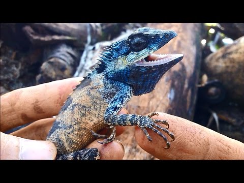 Con kỳ nhông trông như thế nào (how does a butterfly lizard look like)