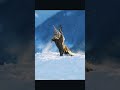 ليه الصيادين بيدفنوا الصقر بعد اصطياده Shorts شورت 