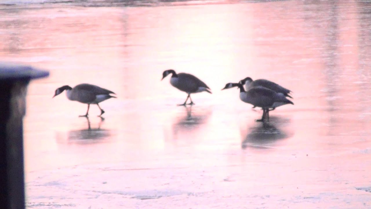 Canada Geese on ice making a strange noise YouTube