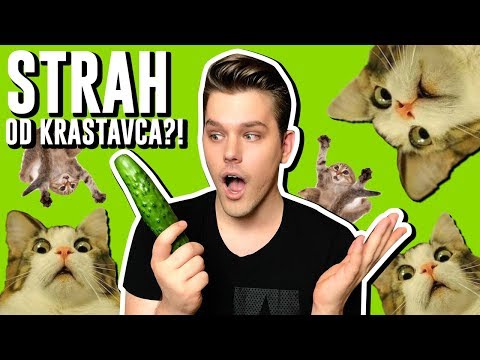 Video: Da Li Se Mačke Zaista Boje Krastavaca?