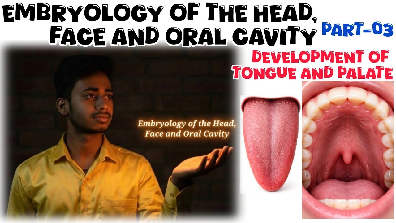 Embryology of the Head, Face and Oral Cavity part-03 (DEVELOPMENT OF THE TONGUE & PALATE )