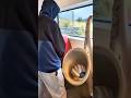 Peeing to a tune #shorts #usa