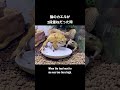 上にもおる!って顔するヒキガエル