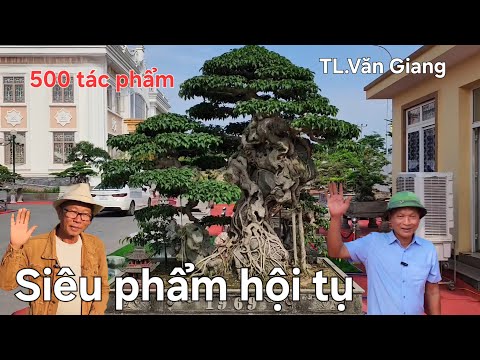 Hội tụ 500