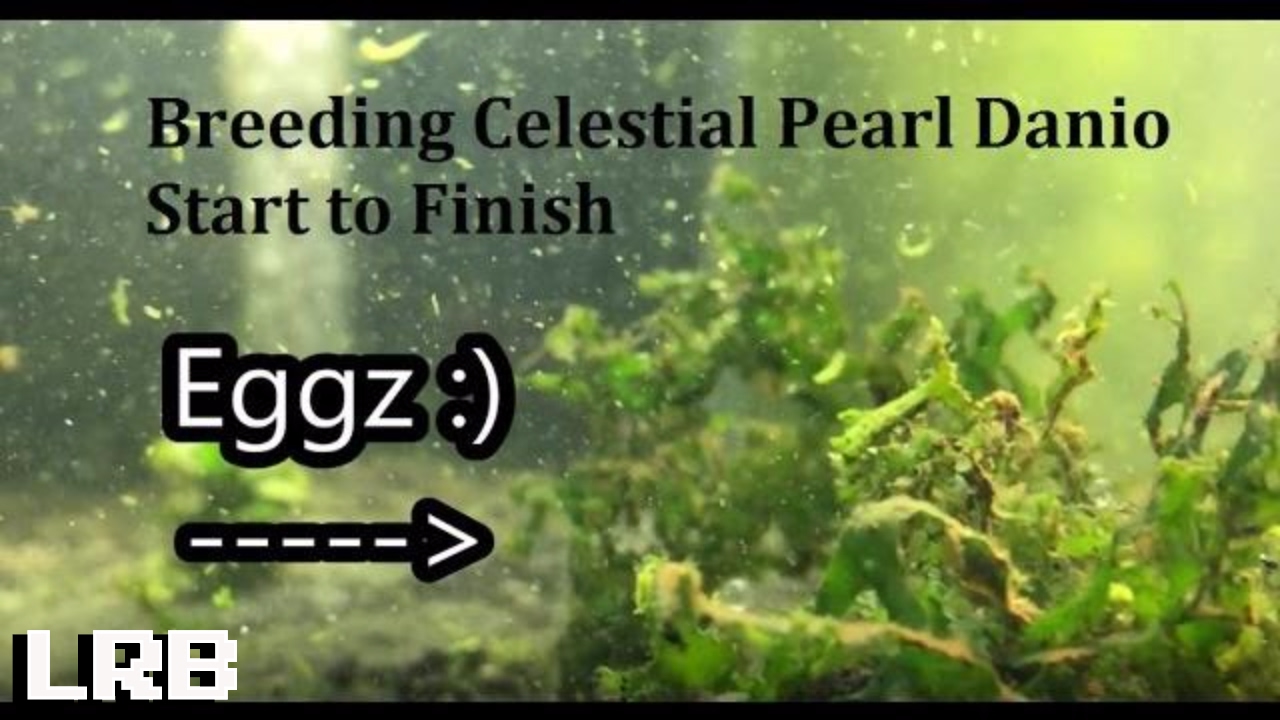 Breeding Celestial Pearl Danio Start to Finish YouTube