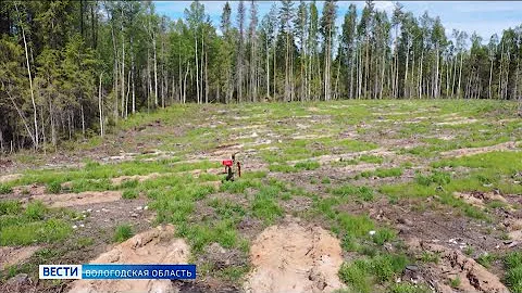«Лесные вести»: как происходит процесс лесовосстановления в Вологодской области