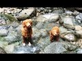 Nova Scotia Duck Tolling Retrievers Playing On The Beach and Forest, Alfie & Jack'o Tolling Around