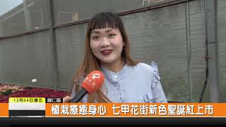 1091204新永安新聞-植栽療癒身心 七甲花街新色聖誕紅上市