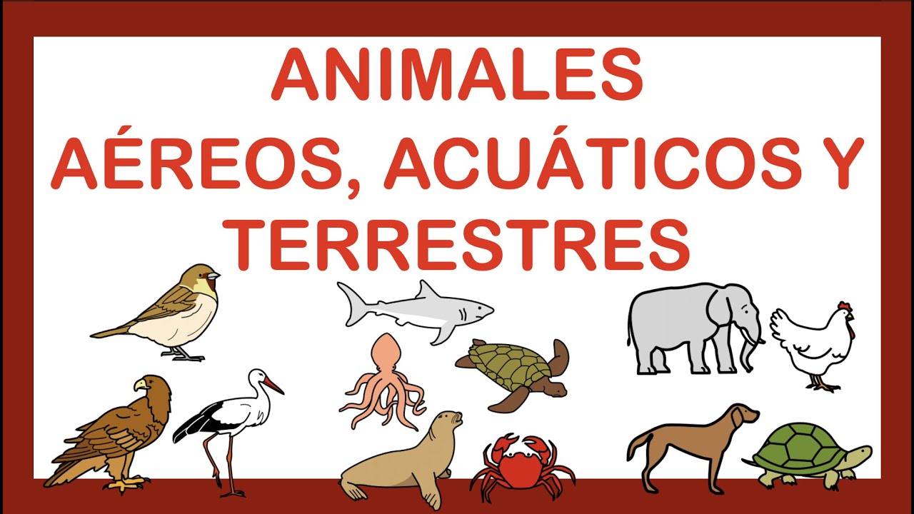 ANIMALES TERRESTRES 🐖ACUÁTICOS 🐠y AÉREOS 🐝ARASAAC YouTube ANIMALES TERRESTRES 🐖ACUÁTICOS 🐠y AÉREOS 🐝ARASAAC YouTube