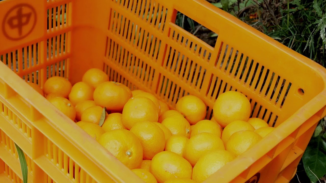 みかん農家の1日 マルナカ農園 愛媛県八幡浜市