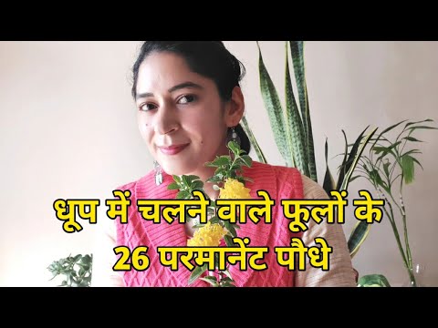 Permanent Summer flowering plants for terrace garden,धूप में चलने वाले