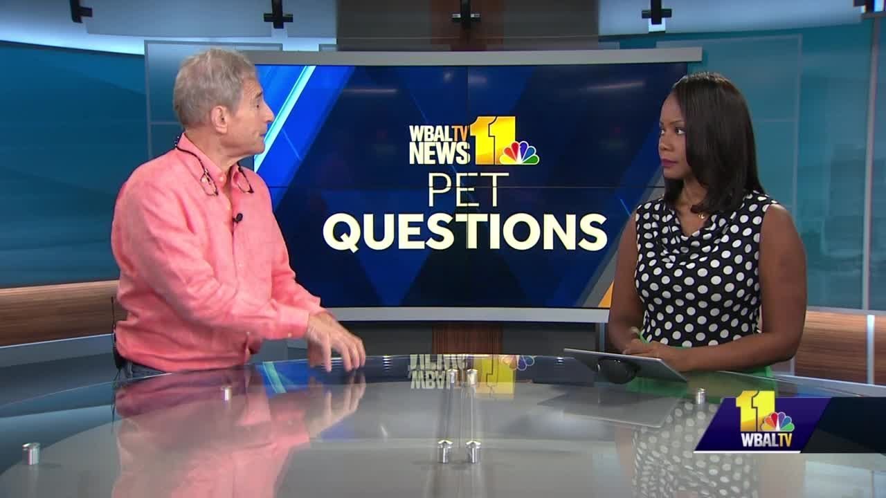 wbal-tv baltimore Pet Questions: What litter box should I use?
