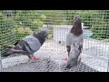 pigeon pigeonloft pigeons #pigeonlover #pigeonlife#racingpigeon #kabootar #pigeonking #birds