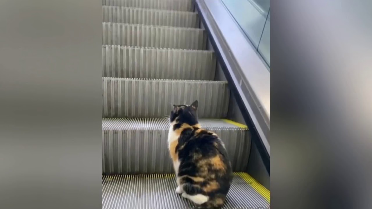 YÜRÜYEN MERDİVENİN SAĞ TARAFINDA BEKLEYEN MEDENİ KEDİ YouTube