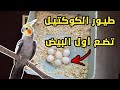 جولة في سلاكة طيور الكوكتيل