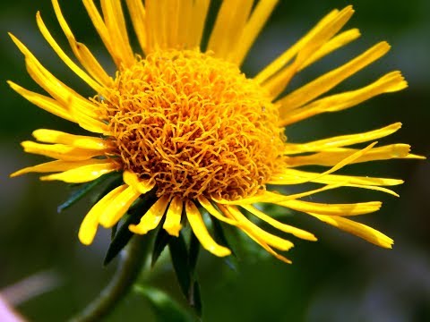 Video: Brassica Juncea, Forsythia Suspensijos Ir Inula Britannica Tyrimai: Fitocheminės Savybės, Antivirusinis Poveikis Ir Saugumas