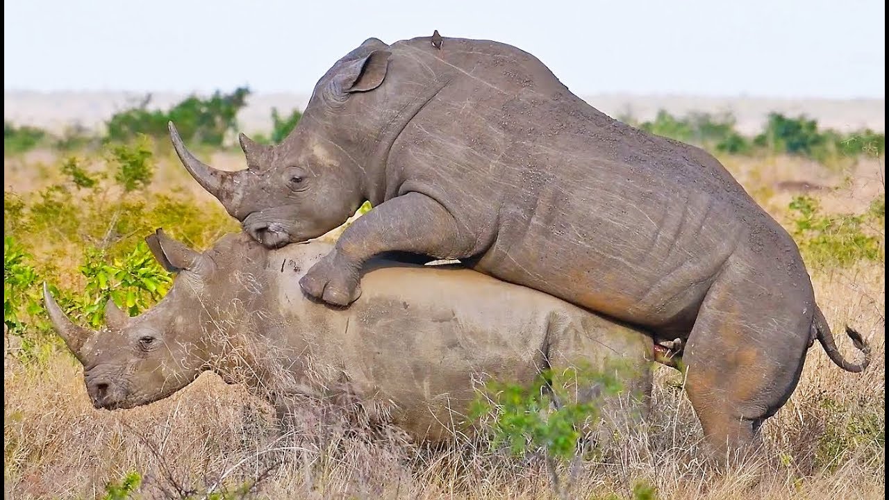 Rhinos Mating In Front Of Tourists Youtube