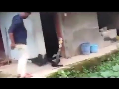 KING COBRA Standing up during Rescue  Spine chilling  Shot on iphone