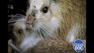 A very special animal: this is the Giant Rat found in Cuba (FULL DOCUMENTARY)