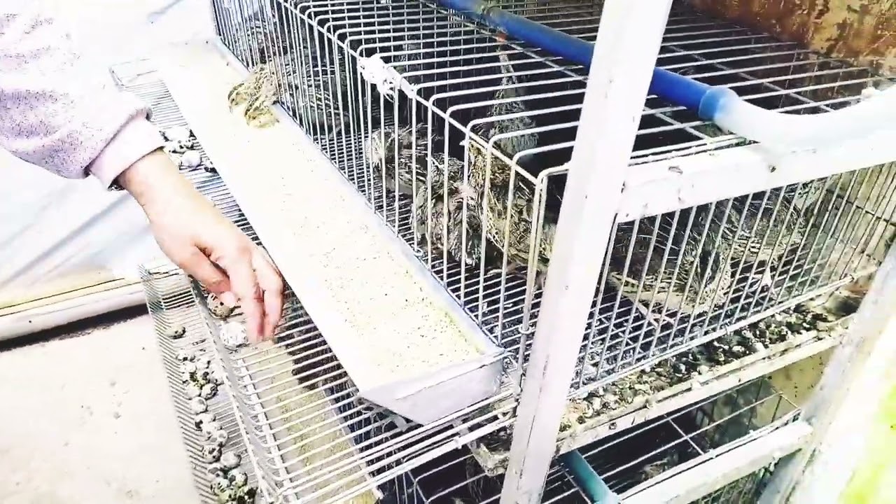 تربية السمان : أول فيديو كنهضر فيه على طائر السمان