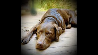 Minties Dental Treats Like Subscribe For Updates Reviews