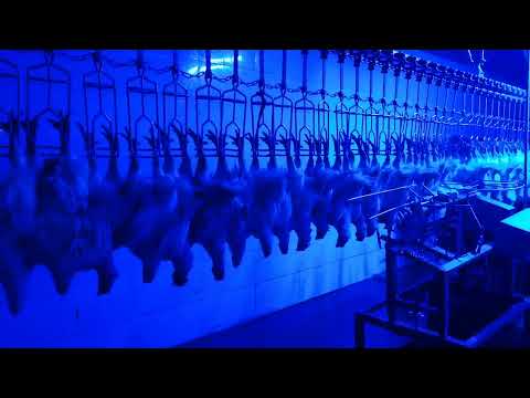 chicken slaughterhouse stunning and automatic killing machine