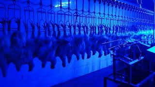 Chicken Slaughterhouse Stunning And Automatic Killing Machine