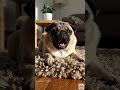 動物たちの爆笑あくび集 😴😂 9