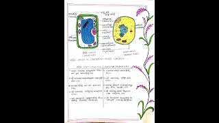 how to make science project on cell for 8th class student in odia 🧫🧬