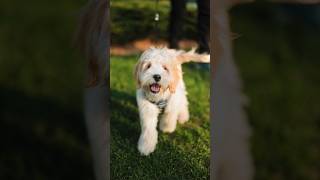 Stanley has been busy keeping his parents… busy! #dogphotographer #cockapoo